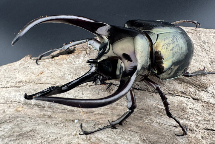 【WD】《ミンダナオアトラスオオカブト キダパワン産 94.5mm ペア》