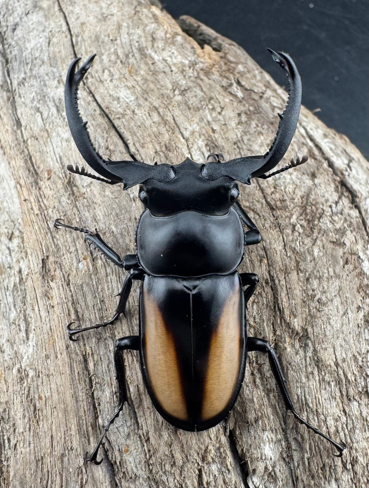 【WD】《ボイレアウシカ 50mm ペア》