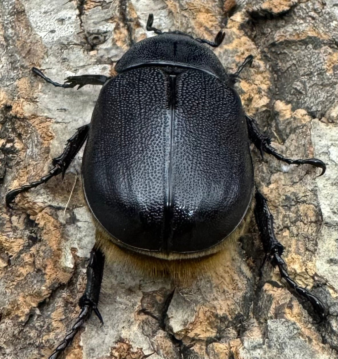 即ブリ《サタンオオカブト 76mm A’品ペア》