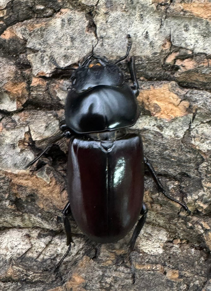 《アローコクワ亜種リエン 71mm ♂♀♀トリオ》