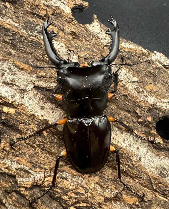 【WD】《インペリアリスツヤ亜種komorii 67mm ペア》