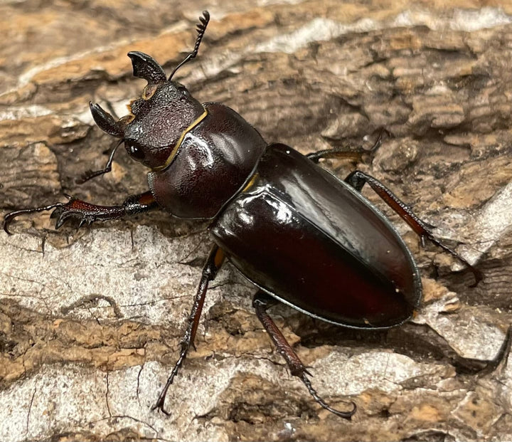 【WD】《ヒメミヤマクワガタ大陸亜種continentalis 49mm ペア》