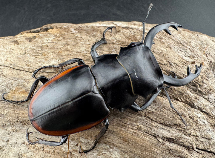 【WD】《クベラツヤクワガタ亜種sinensis 浙江省産 70mm ペア》