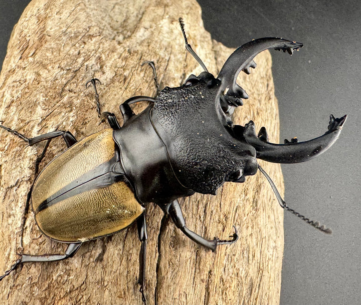 【WD】《ルデキンツヤクワガタ 73.5mm ペア》