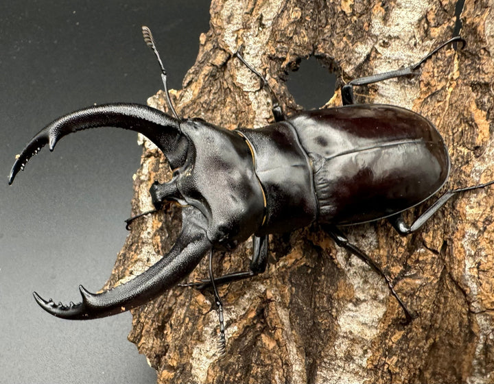 【WD】《リノケロスフタマタクワガタ 87mm ペア》