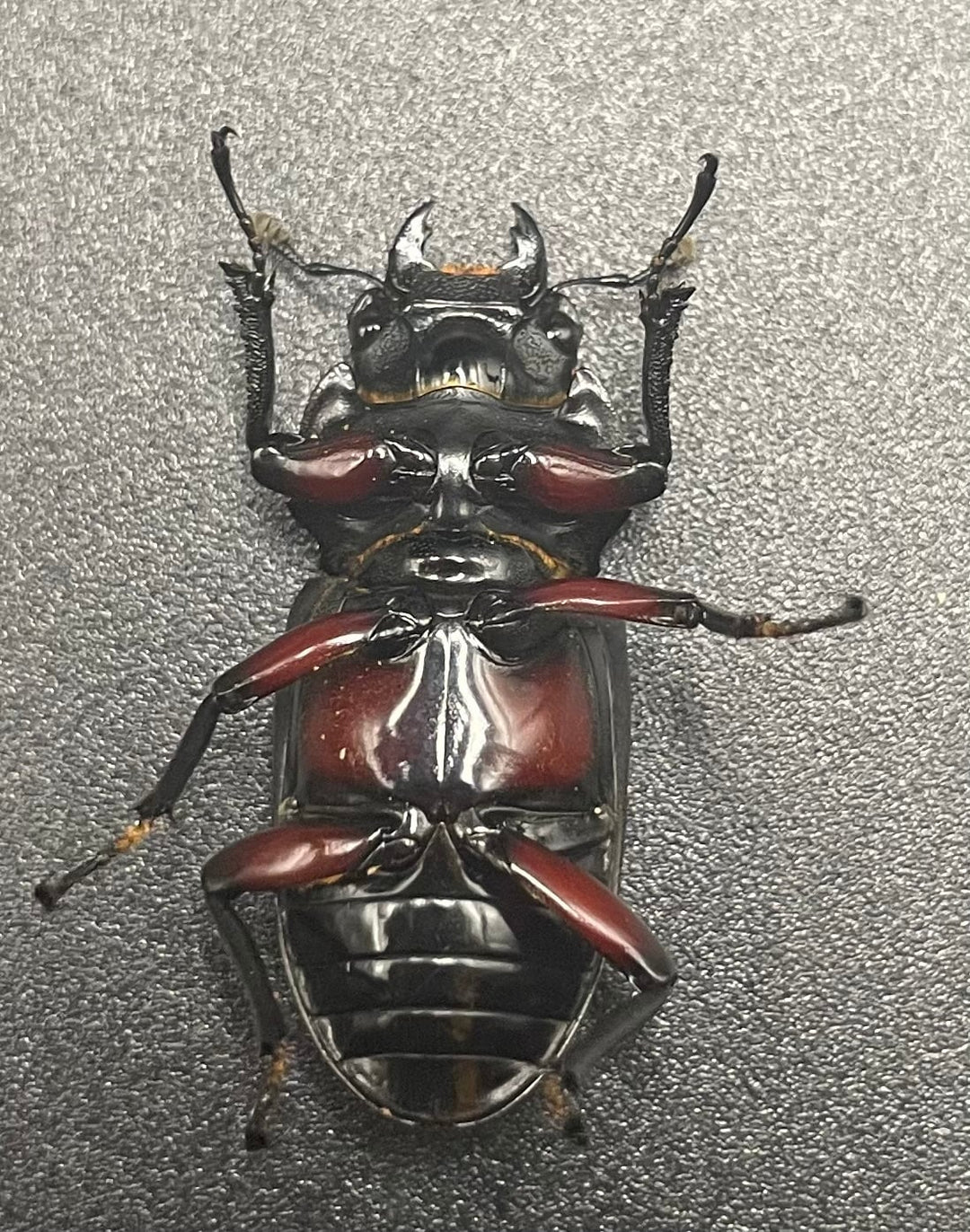 【WD】貴重産地《ハイチュヌスコクワ 33mm ♀単》