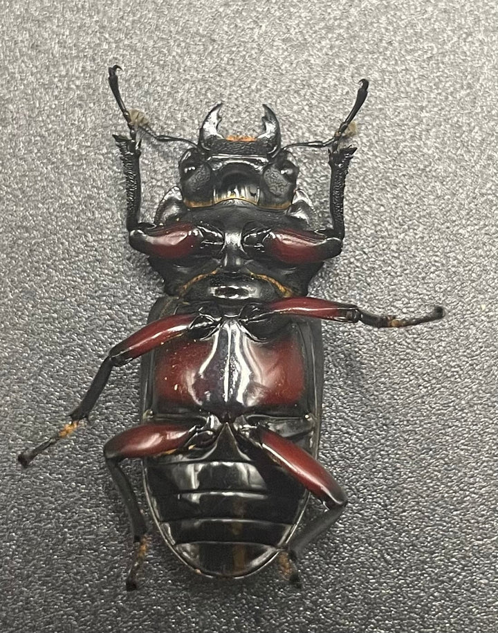 【WD】貴重産地《ハイチュヌスコクワ 33mm ♀単》