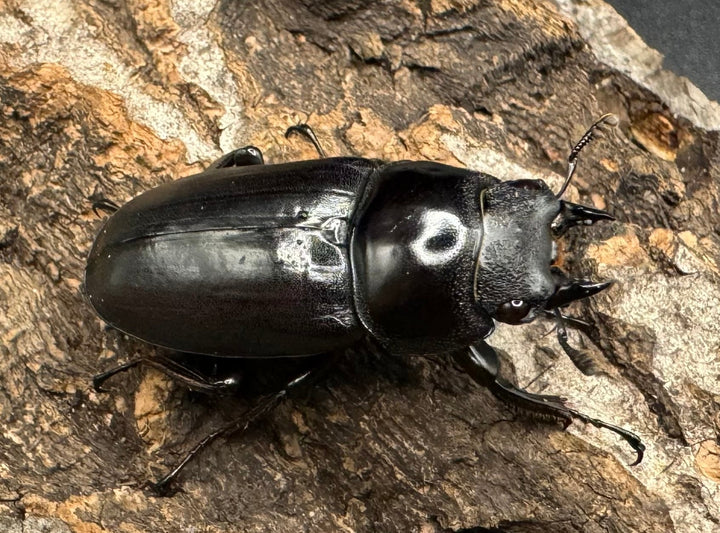 《ドンキエルコクワ亜種ハンプイ（黒ドンキ） 39mm ペア》