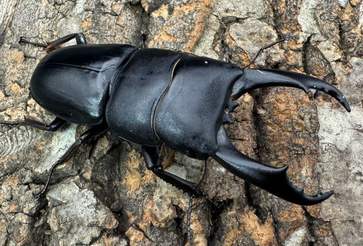 【WD】大型《ウンナンヒラタ 72mm ペア》