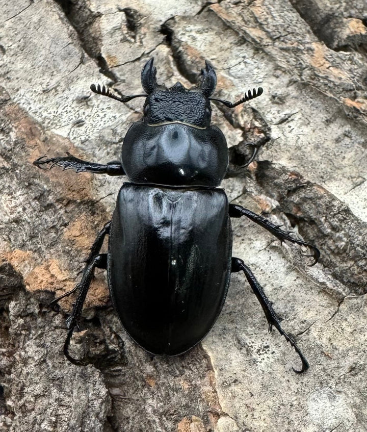 【WD】《パリーミヤマクワガタ 38mm ペア》