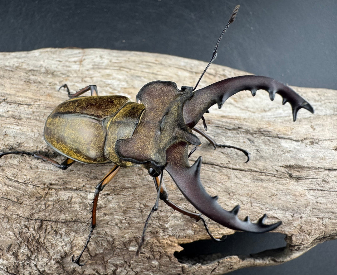 【WD】《ミヤマクワガタ 山梨県産 65mm ペア》