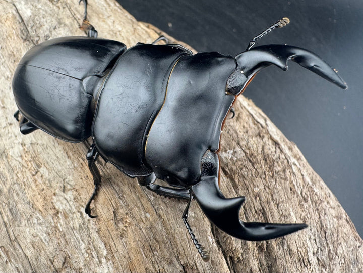 【WD】《アンタエウスオオクワ亜種miyashitai 72mm ペア》