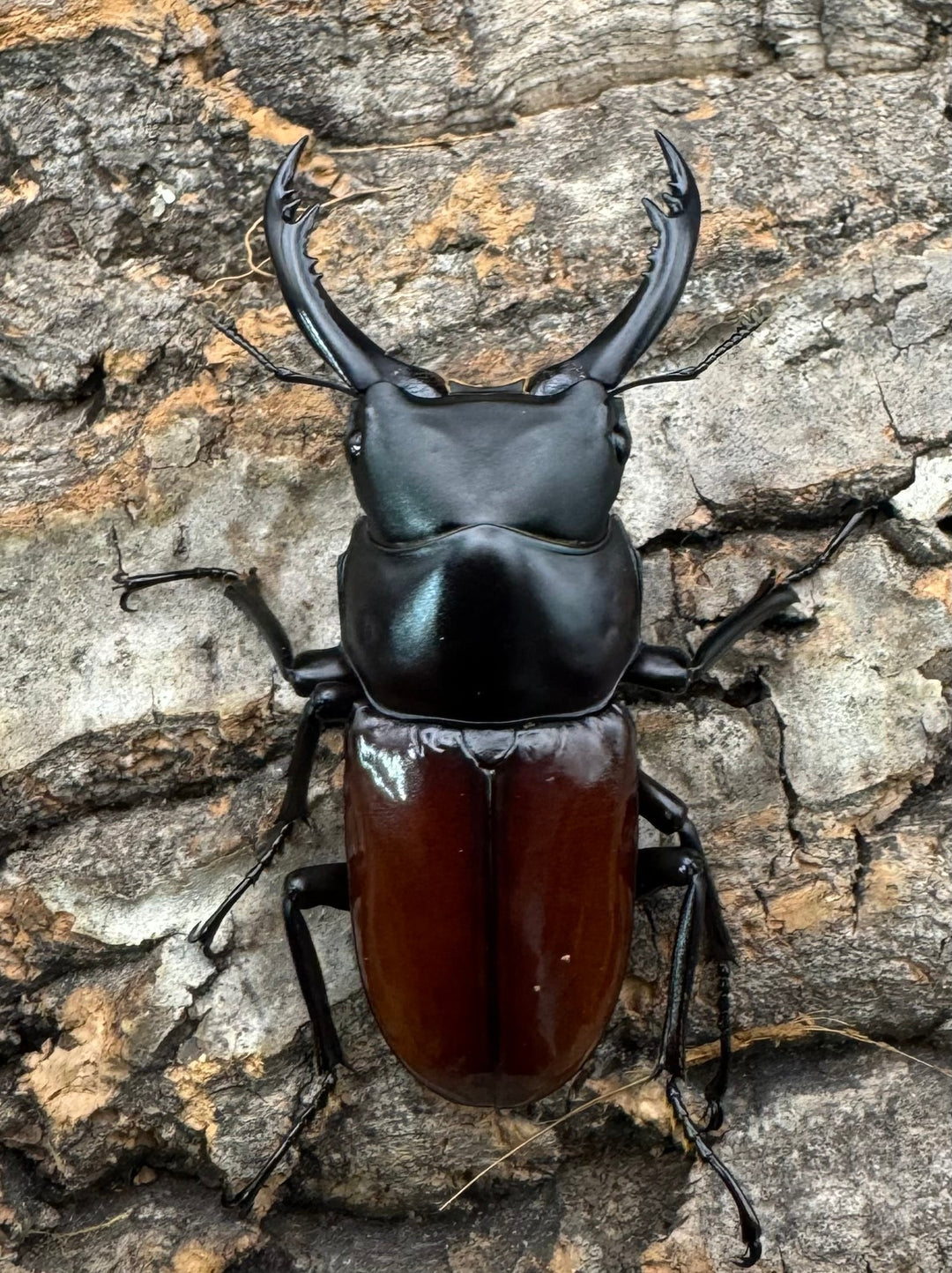 《アローコクワ亜種ノブヒロイ 54mm ペア》