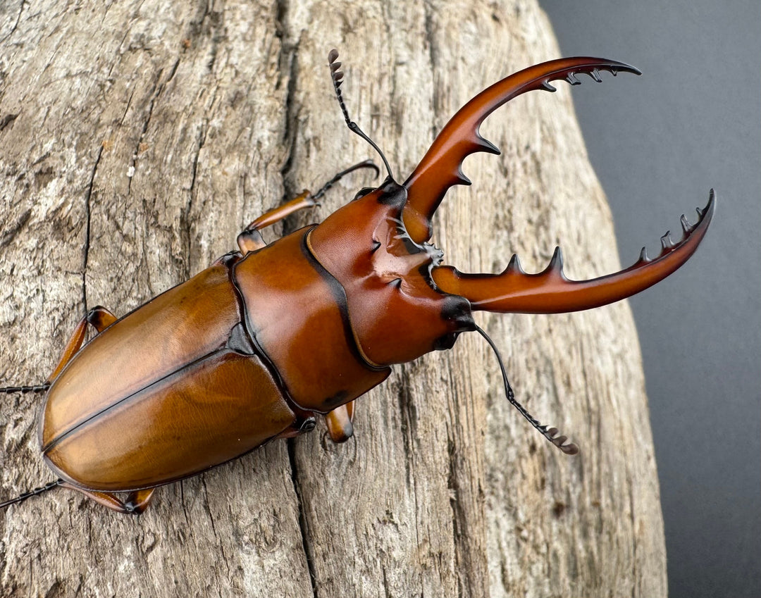 《カスタネウスノコギリ ヒマラヤ東部亜種 53mm ペア》