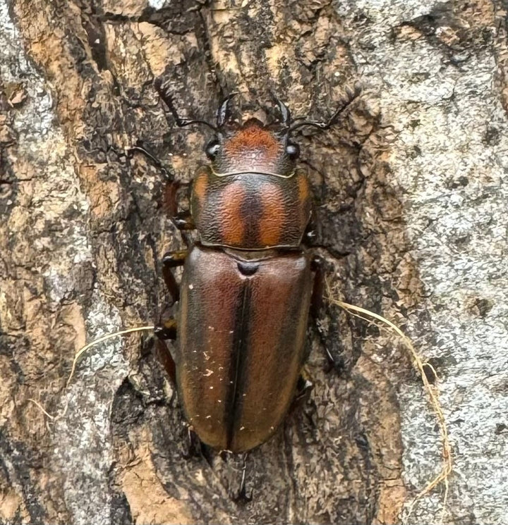 【WD】《ズベールホソアカ ミンダナオ産 52mm ペア》