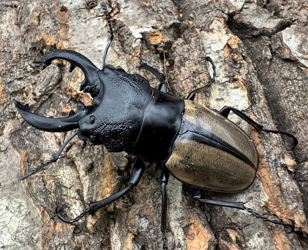 【WD】《ルデキンツヤクワガタ 70.5mm ペア》