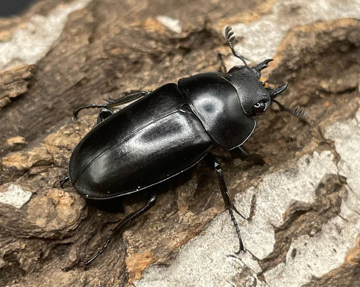 【WD】貴重種《ポレクトゥスノコギリクワガタ 47.5mmUP ペア B品》