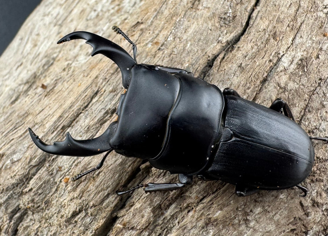 【WD】《ハンステインヒラタ原名亜種 45mm ペア》