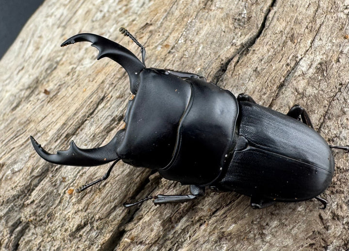 【WD】《ハンステインヒラタ原名亜種 45mm ペア》