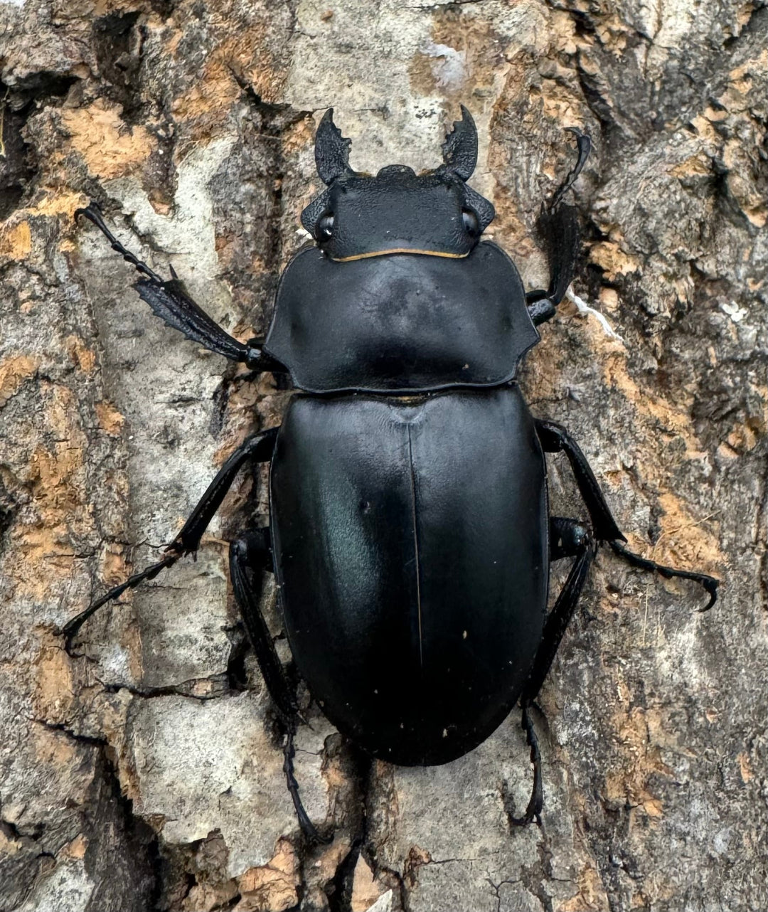 【WD】《アルケスツヤクワガタ 79mm ペア》