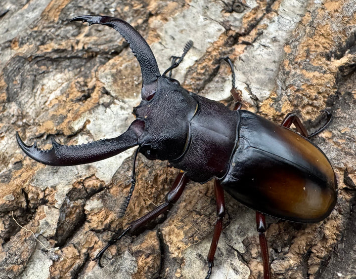 【WD】《パリーフタマタ亜種エロンガトゥス 62.5mm ペア》