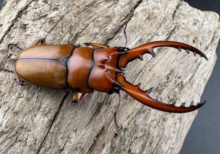 《カスタネウスノコギリ ヒマラヤ東部亜種 53mm ペア》