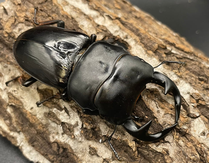 《インドグランディス亜種moriyai Garda95.0血統 79mm ペア》