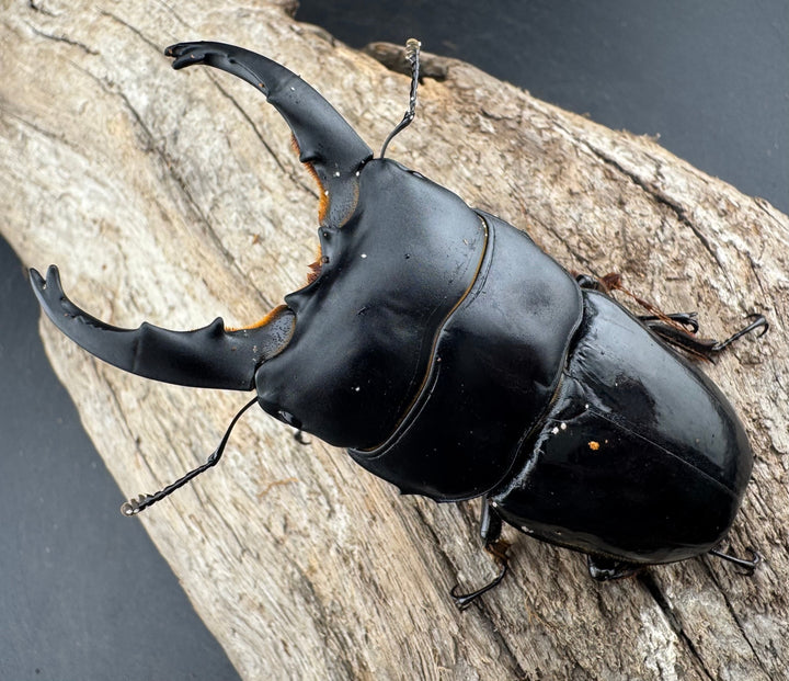 【WD】《ユーリケファルスヒラタ 74mm ペア》