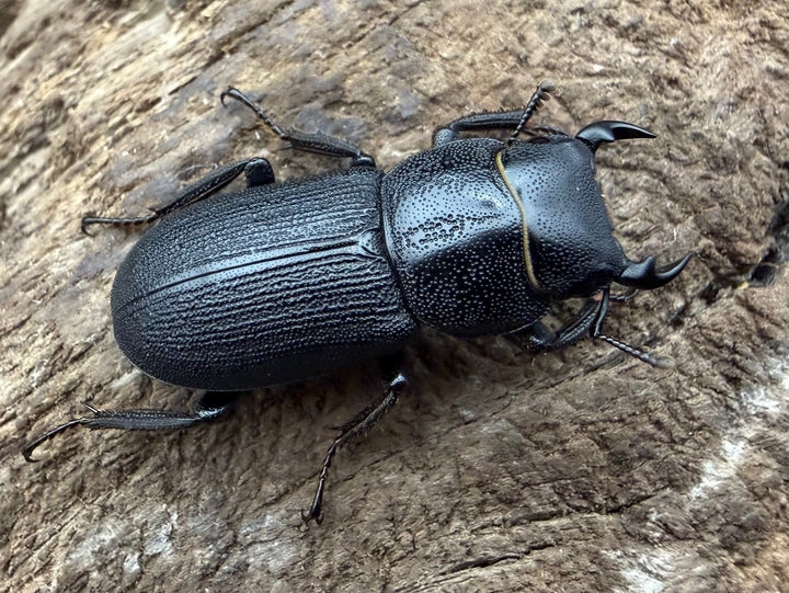【WD】《ドルクス zhouchaoi（メンシウス ssp.） 21mm ペア》