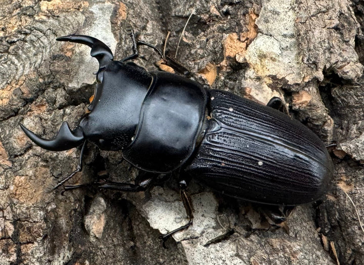 【WD】《ミンダナオパリーオオクワ  44mm ペア》