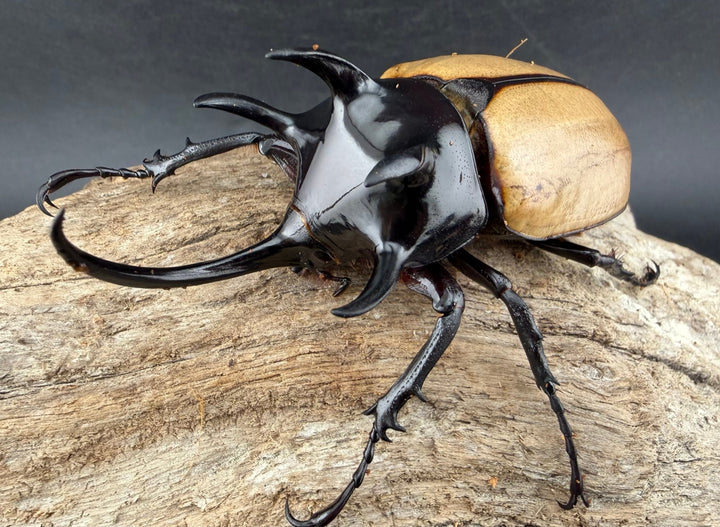 【WD】《ゴホンツノカブト原名亜種 タイ産 84mm ペア》