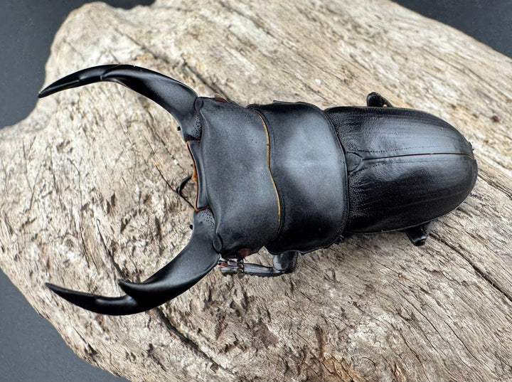 【赤目】《オオクワガタ レッドアイ 能勢産 57mm ペア》