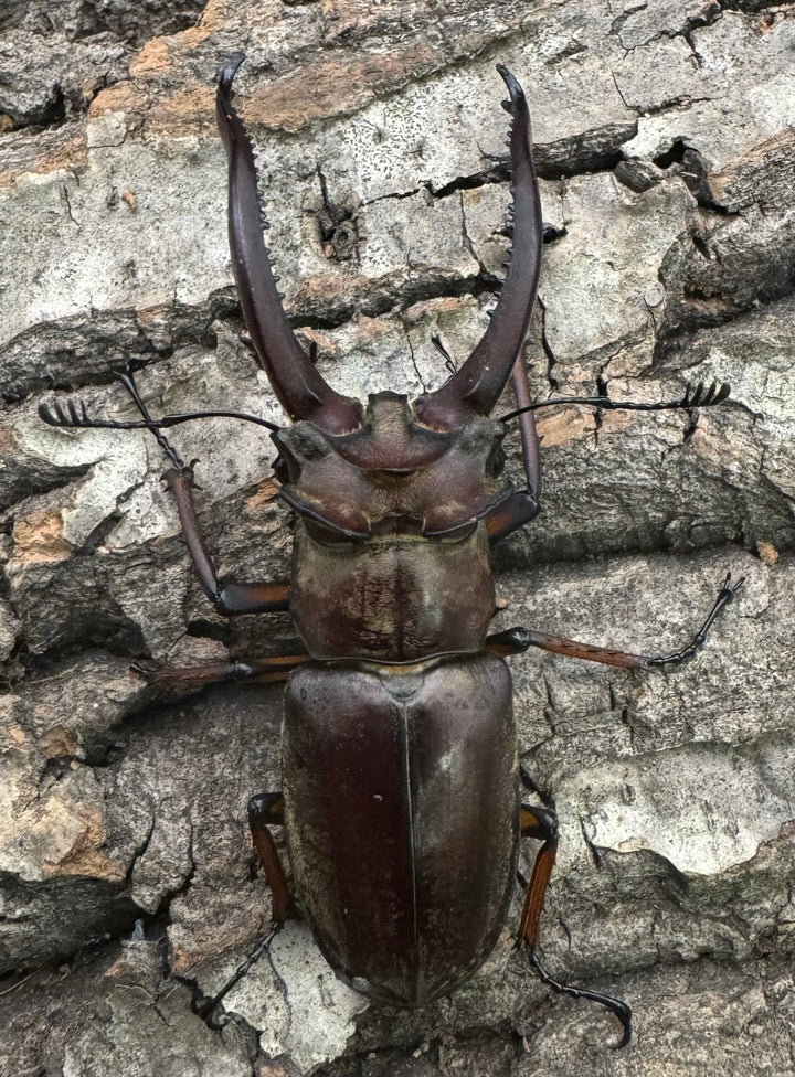 【WD】《ラミニフェルミヤマ  70mm ♂♀♀トリオ A'品》