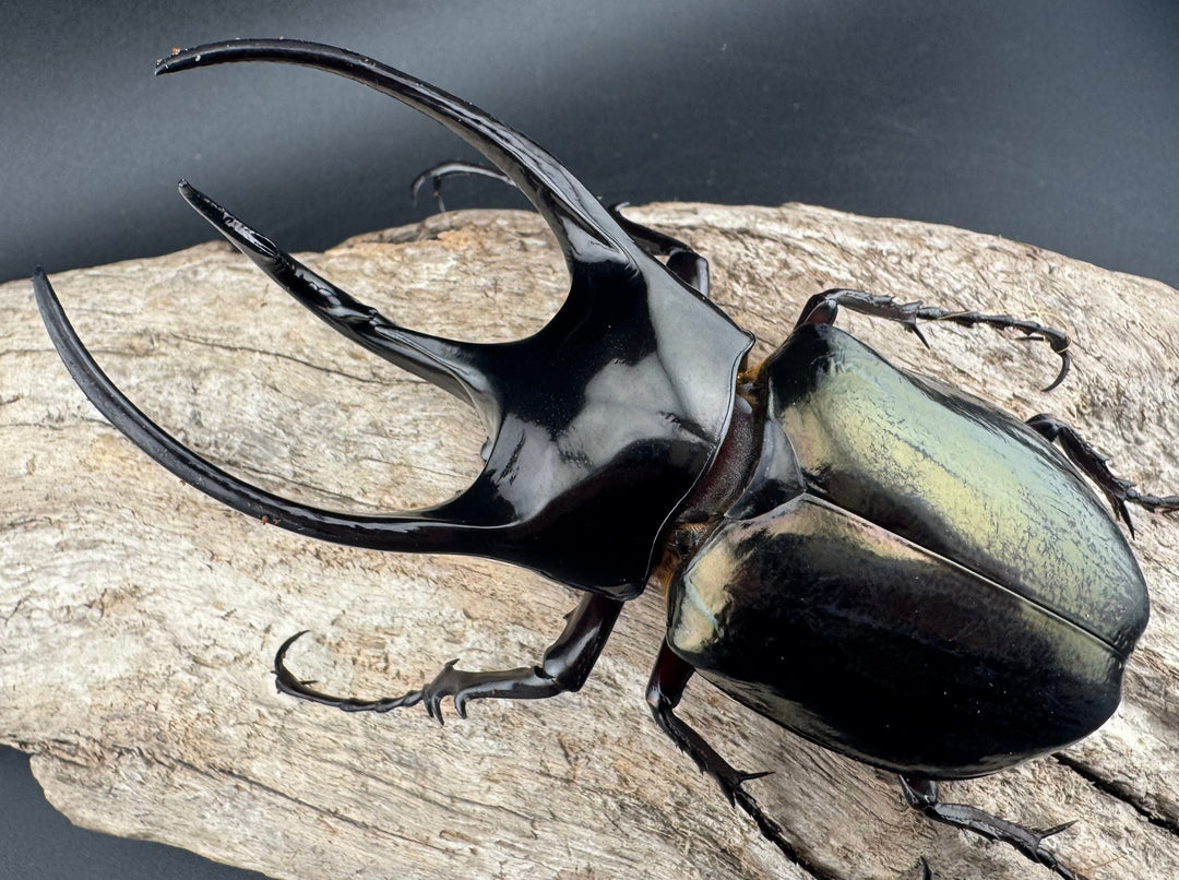 【WD】《ジャワコーカサスオオカブト 104mm ペア》