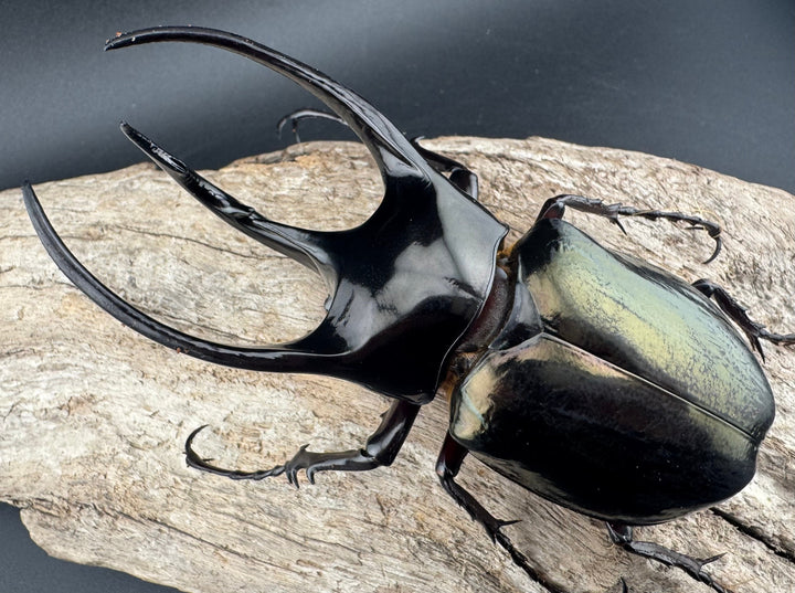 【WD】《ジャワコーカサスオオカブト 104mm ペア》