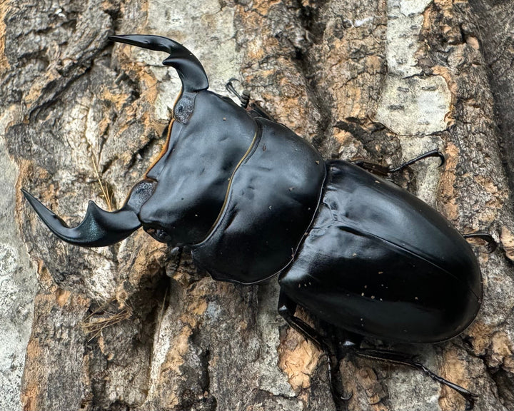 《インドアンタエウス タイガーヒル産64 mm ペア》