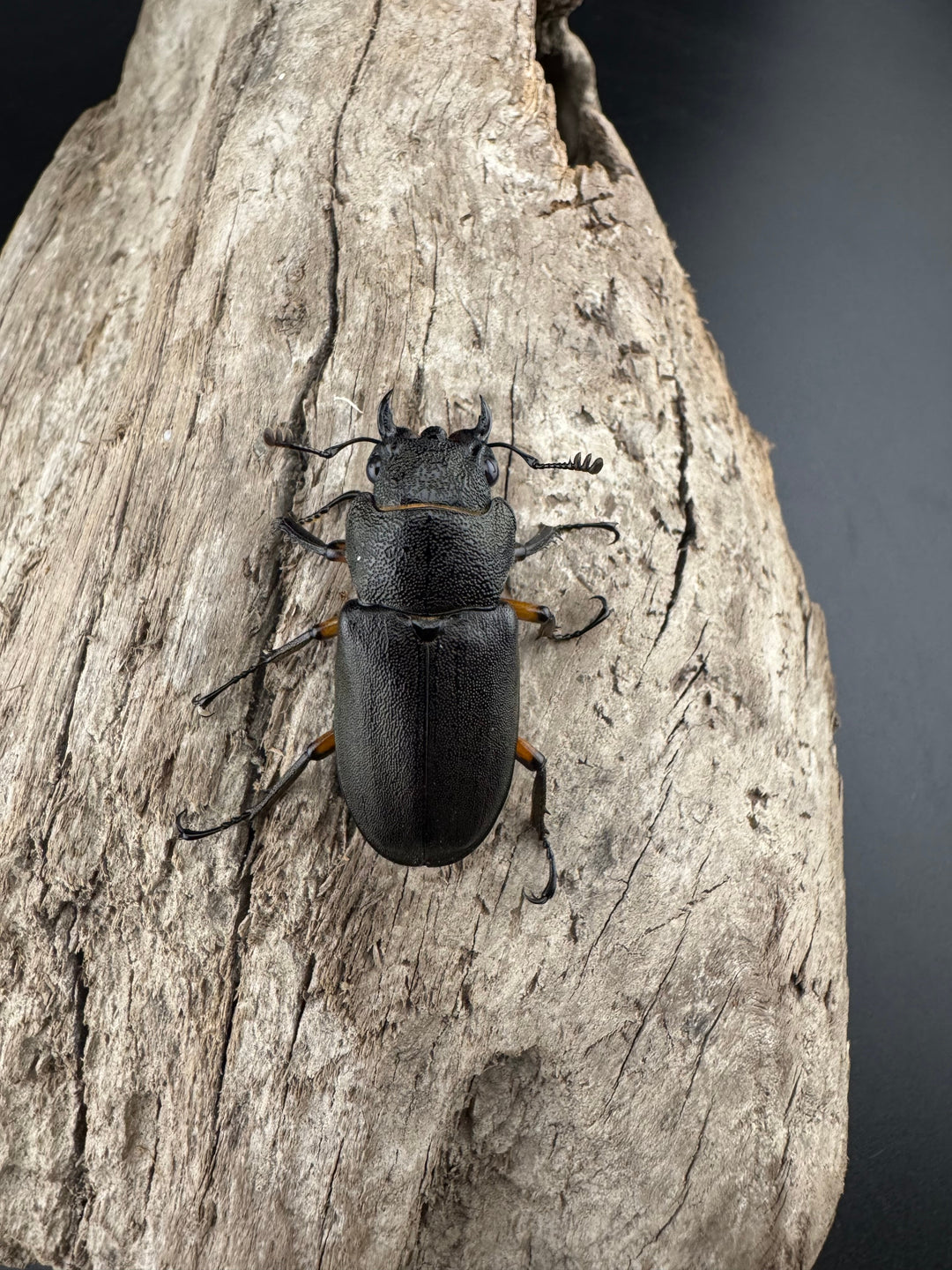 【美麗】《エラフスホソアカ 84mm ペア》セルヴォラン氏ブリード個体