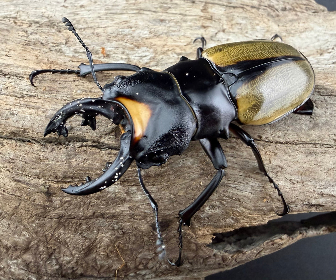 【WD】《ラコダールツヤクワガタ 66.5mm ペア》