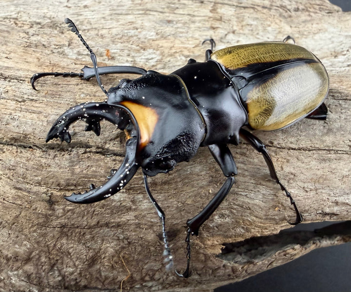 【WD】《ラコダールツヤクワガタ 66.5mm ペア》