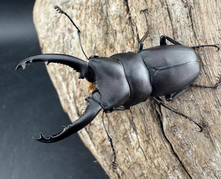 【WD】《トンキンノコギリヒラタ 海南省産 49.5mm ペア》