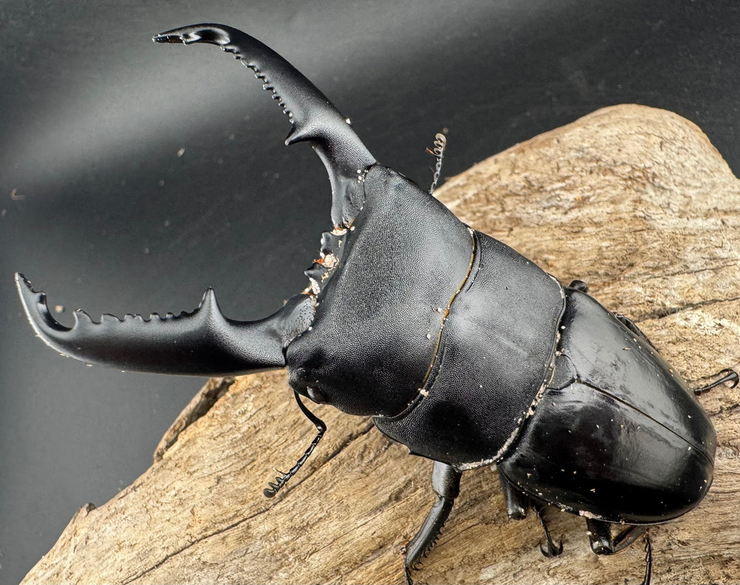 【WD】《ミンダナオヒラタ マラグサン産 91mm ペア》