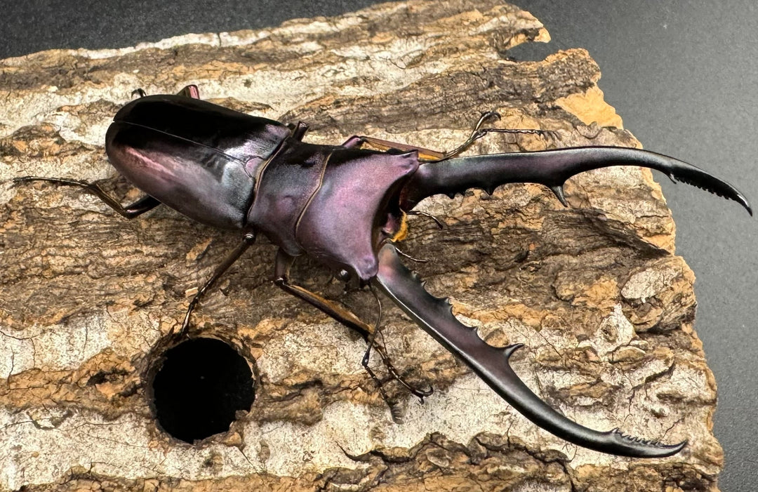 【美麗】《メタリフェルホソアカ 69mm ペア》わたくわ氏ブリード個体