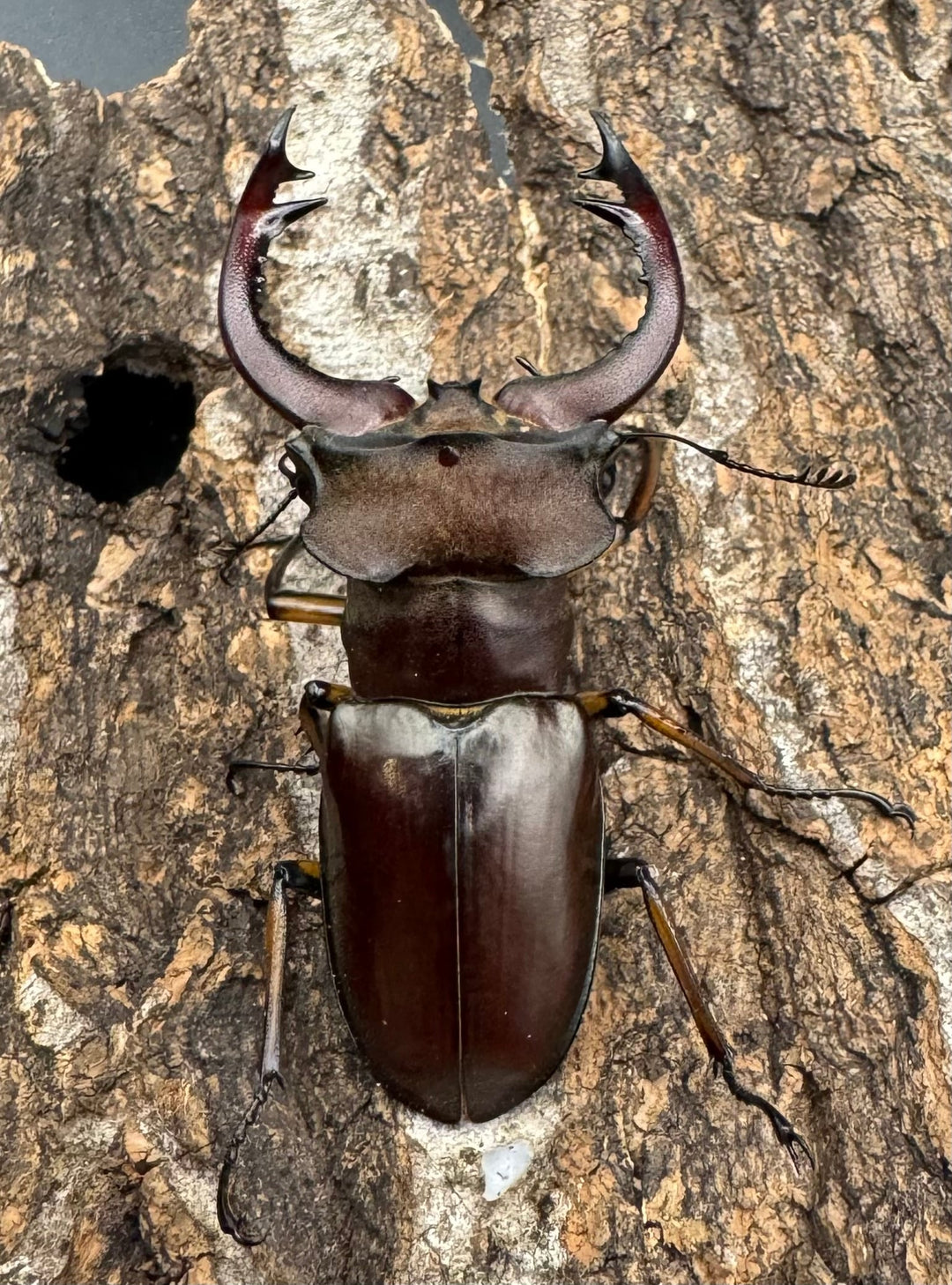 【WD】《フェアメイルミヤマクワガタ 53.5mm B品ペア》