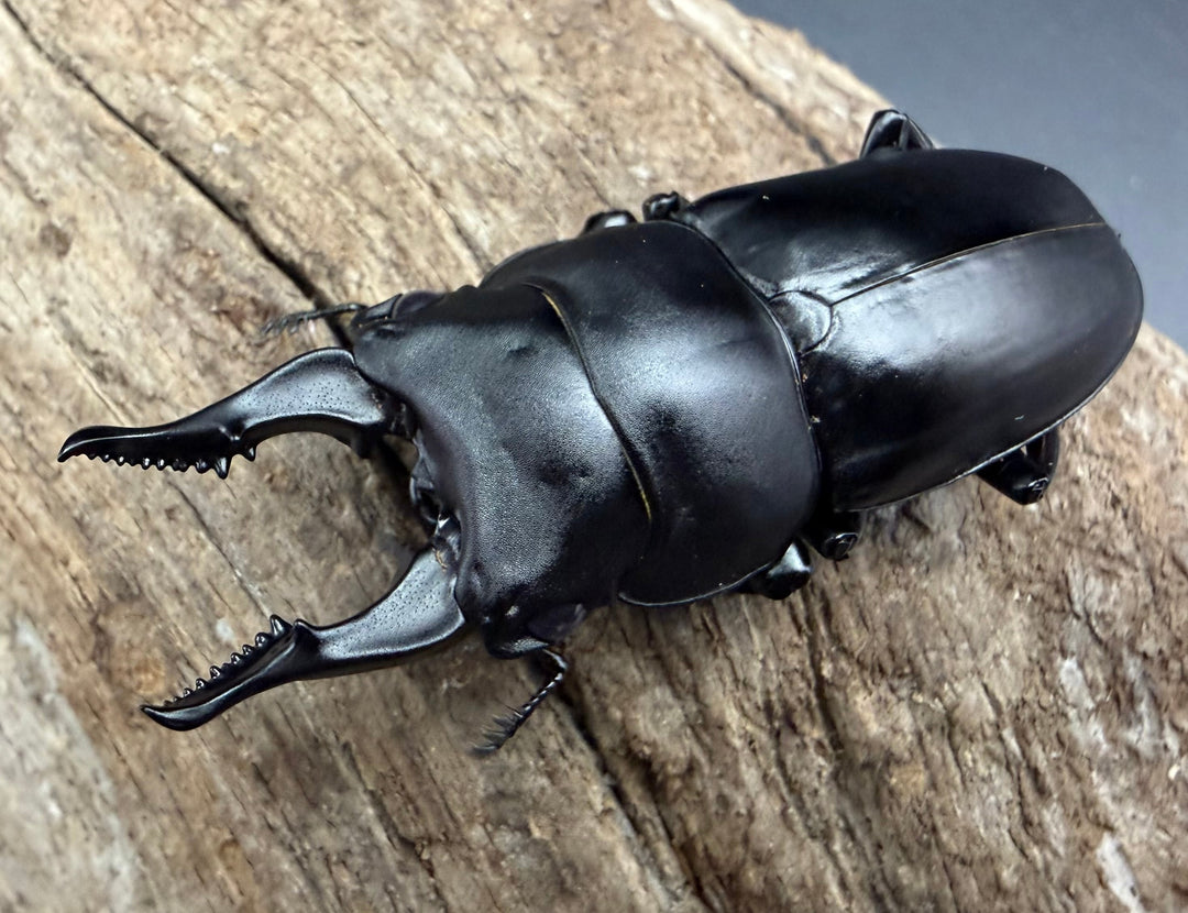 【WF4】《セリコルニスノコギリクワガタ 52mm ペア》