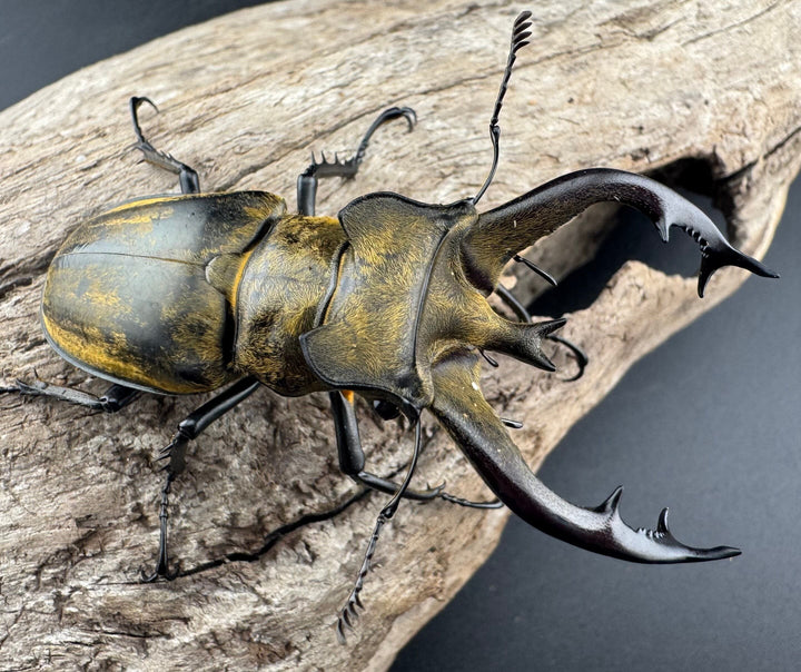 【WD】《フルキフェルミヤマ 68mm ペア》