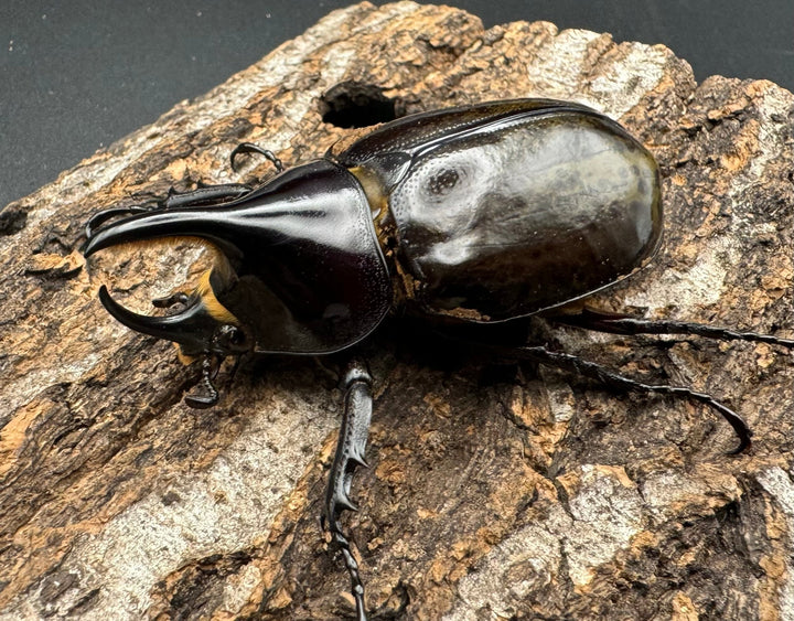 【WF2】《モロンオオカブト 62mm ペア》