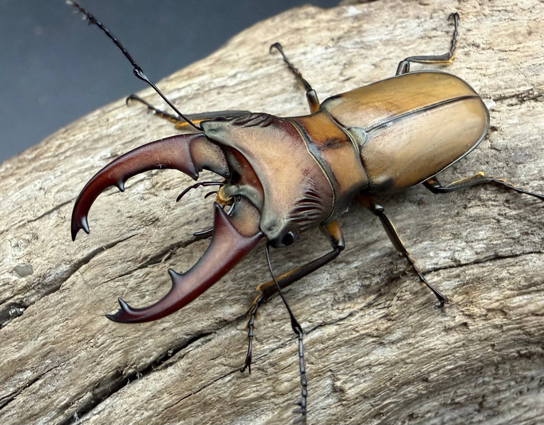 【F0】《エルサホソアカ 剣河県産 36mm ♂♀♀トリオ》