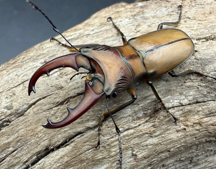 【F0】《エルサホソアカ 剣河県産 36mm ♂♀♀トリオ》