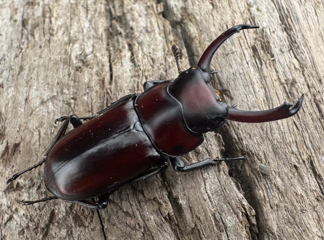 【WD】《モーレンカンプコクワ亜種bomansi 30.5mm ♂♀♀トリオ》