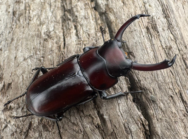 【WD】《モーレンカンプコクワ亜種bomansi 30.5mm ♂♀♀トリオ》